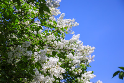 春天四月丁香花花卉开放治愈清新