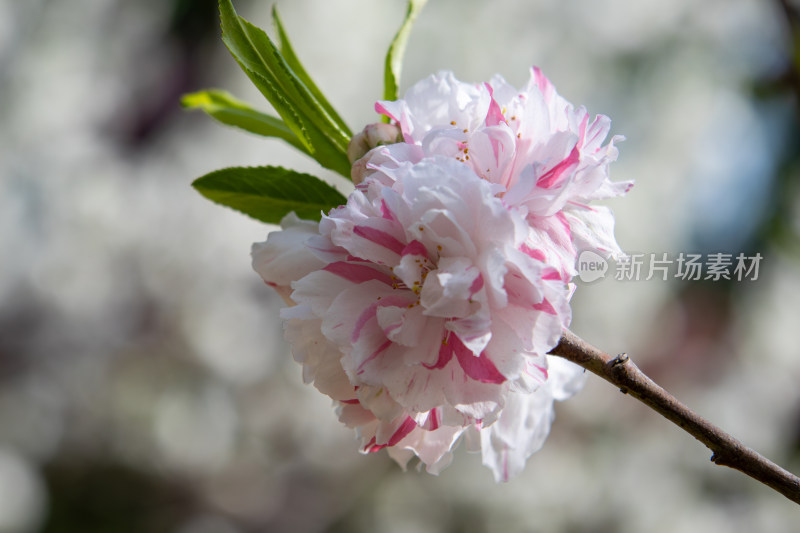 春天枝头绽放的粉白色碧桃花特写