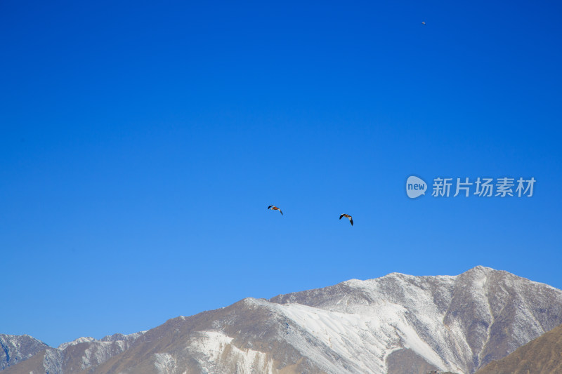 中国西藏冬季蓝天下迁徙的鸟类飞越雪山