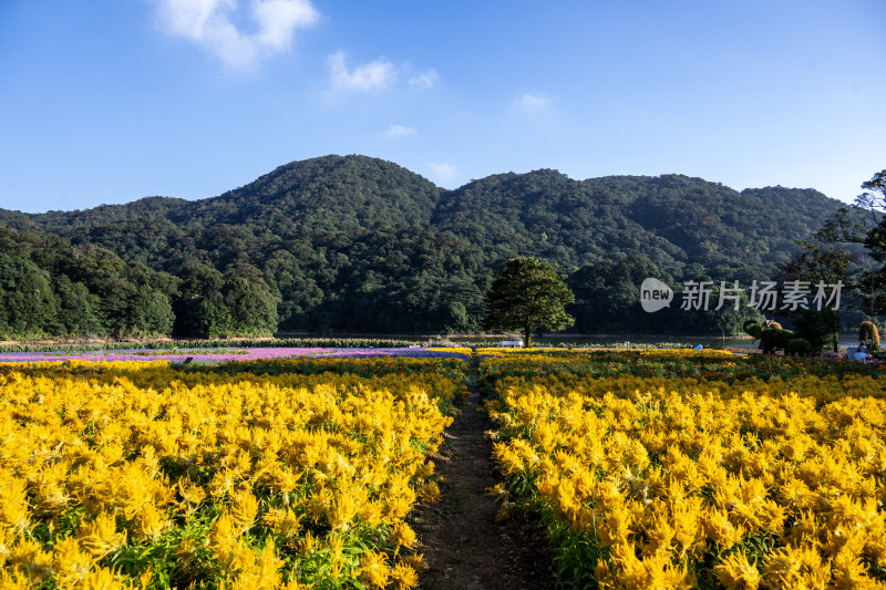 从化石门森林公园天池花海