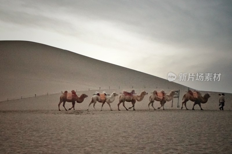 甘肃敦煌，鸣沙山月牙泉景区里面的骆驼