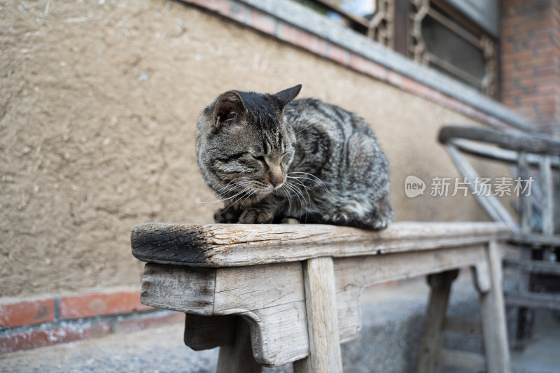 猫在院子中休息