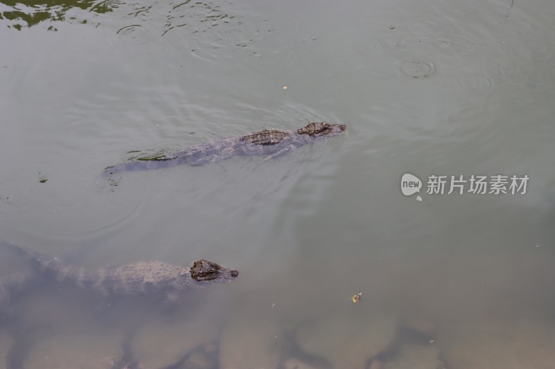 扬子鳄/安徽宣城扬子鳄景区