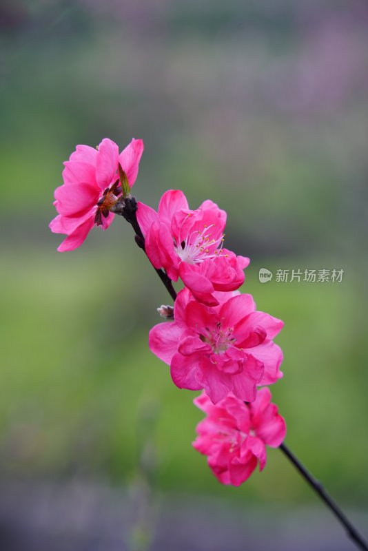 桃花樱花油菜花