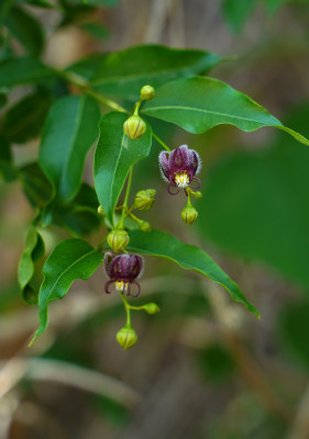 植物素材——杠柳