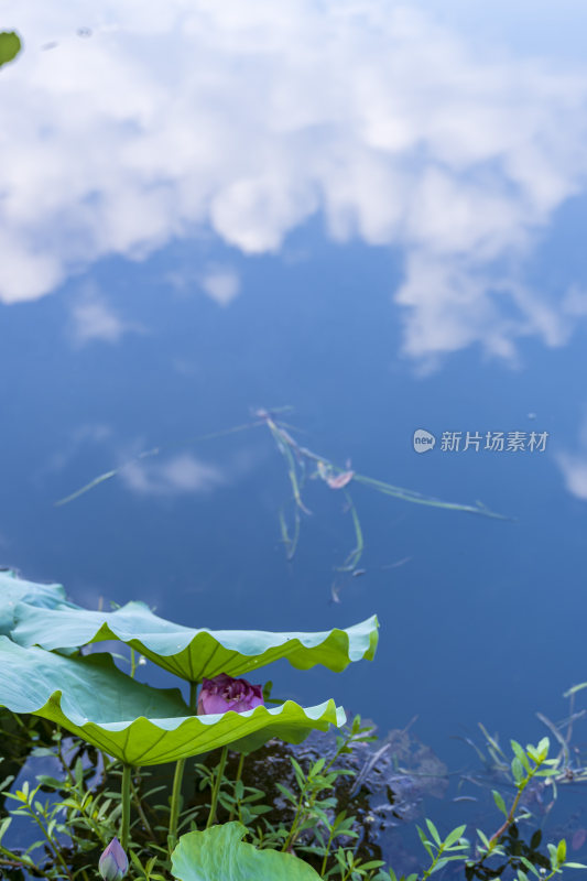 杭州西湖风景区曲院风荷荷花风景