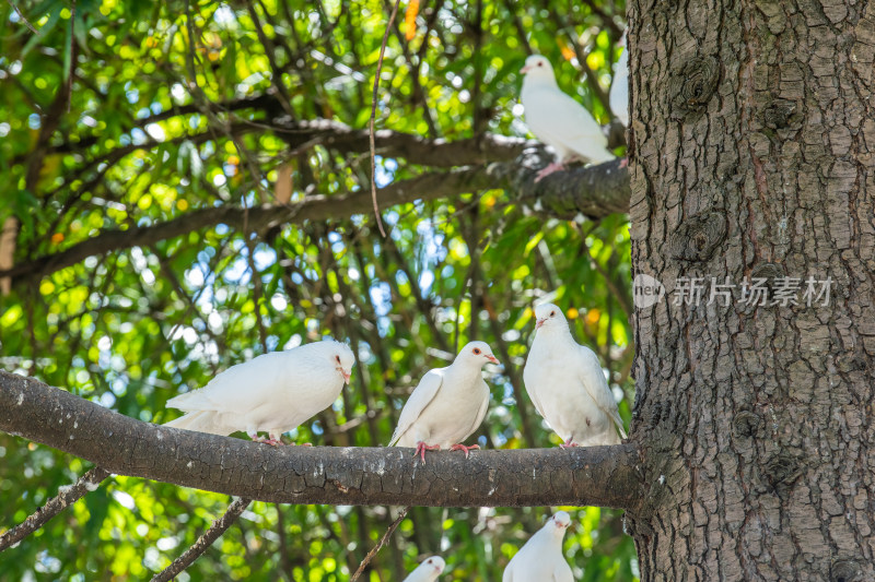 公园里阳光下树上的鸽子群