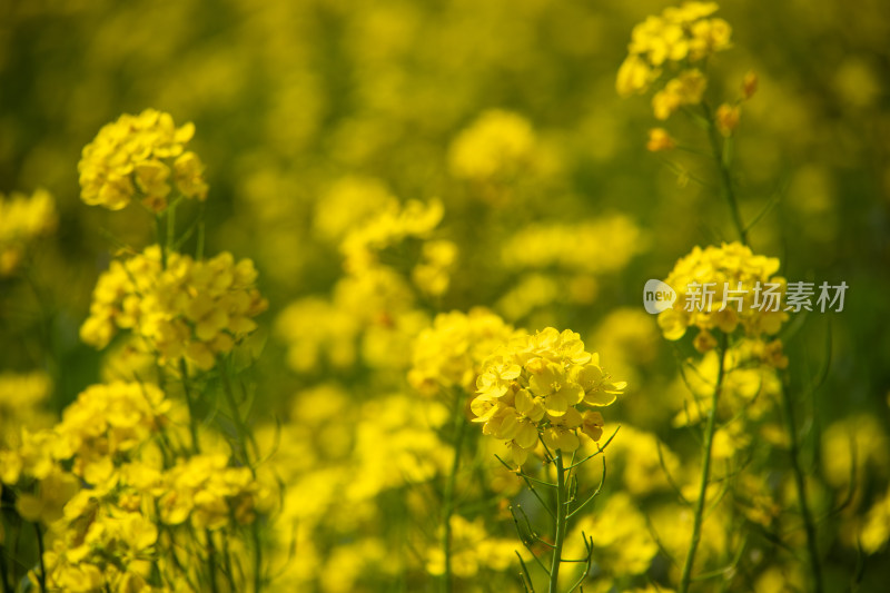 春天野外金灿灿的油菜花田金黄色花海