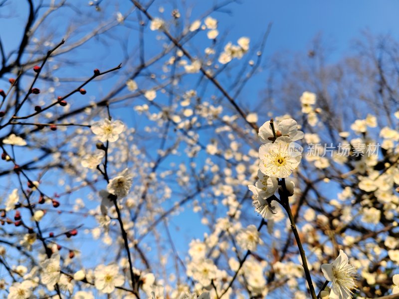 蓝天下盛开的白梅花