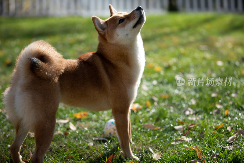 一只站在草地上的快乐柴犬