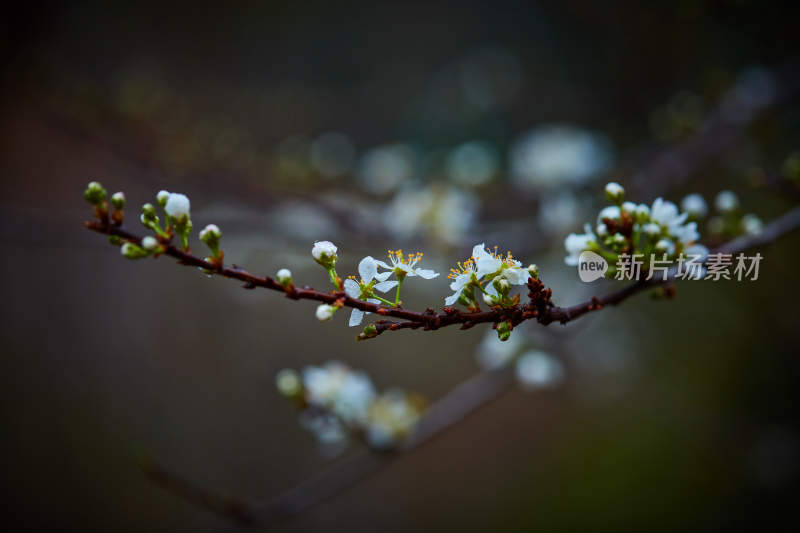 特写绽放白色花朵花枝