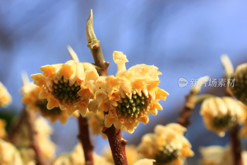 金黄的结香花花朵盛开