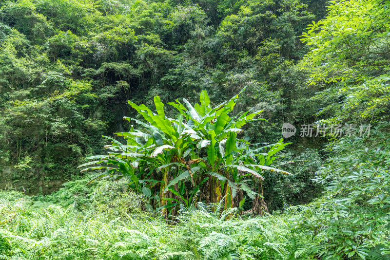 重庆武隆天坑天生三桥