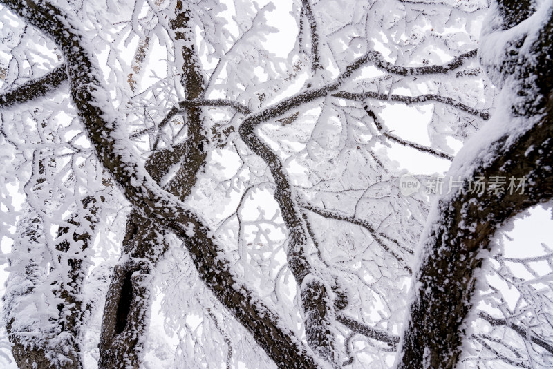 冬季大雪树木雾凇雪挂