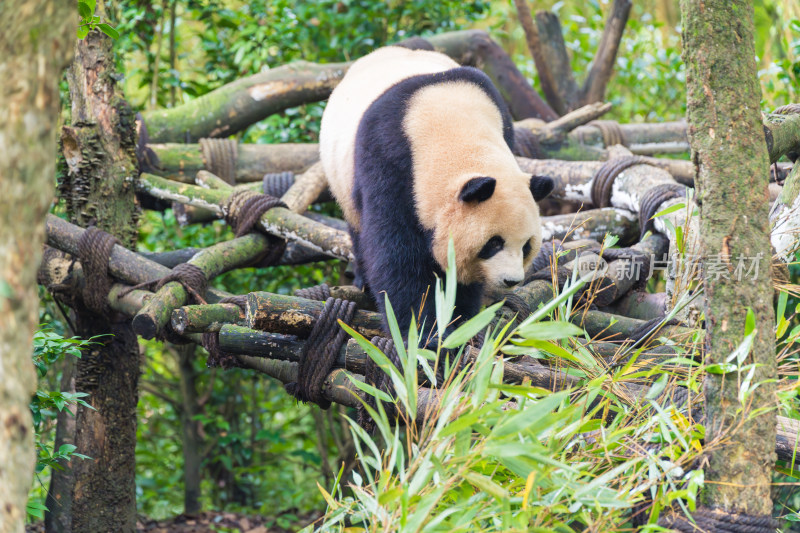 动物园玩耍的熊猫