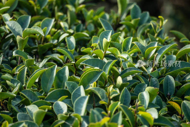 惠州柏塘绿茶茶园清晨时分茶树上的新鲜嫩芽