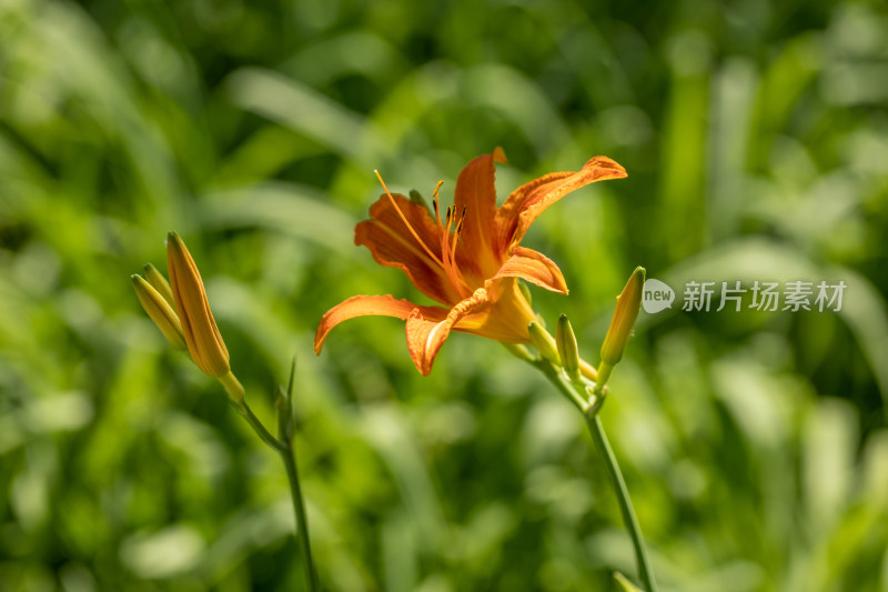 黄花菜 黄花