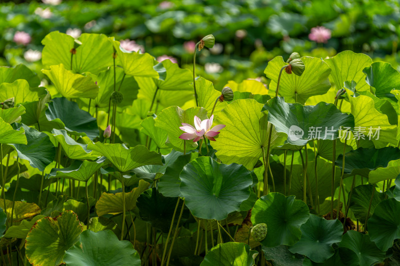 夏天荷花盛开特写