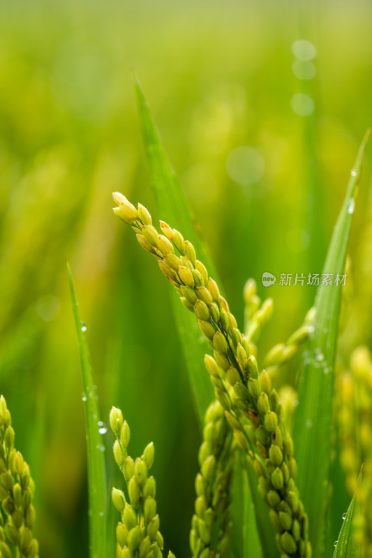 雨后的绿色良种有机水稻特写