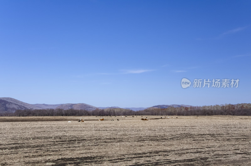 内蒙古呼伦贝尔临江屯草原牧场秋景