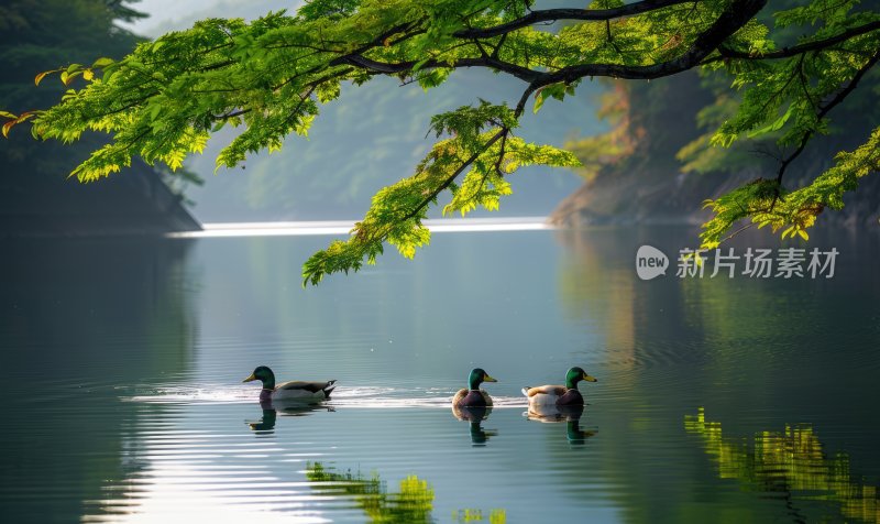 湖边鸭子春江水暖宁静悠闲湖泊背景