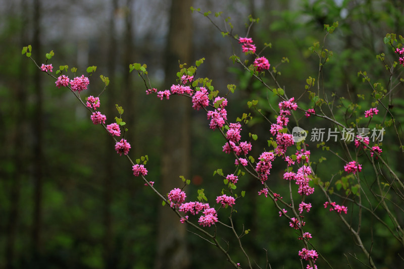 绿化植物观赏树紫荆