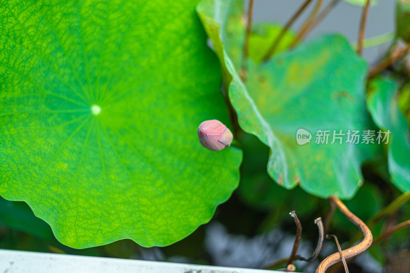 池塘里的荷花荷叶