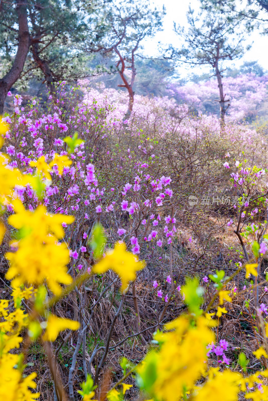 青岛大珠山杜鹃花风光