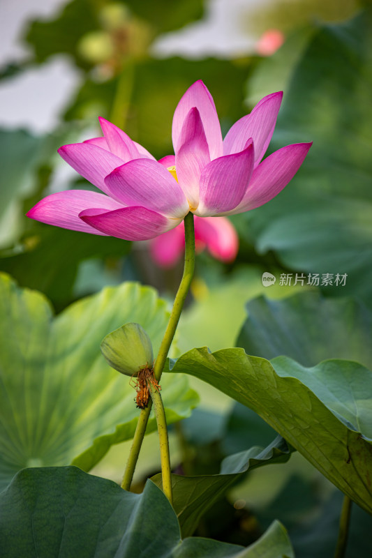 山东济南大明湖风景区夏日荷花景点景观