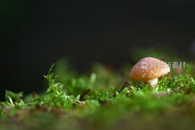 野生菌野生菌蘑菇生长环境菌类山菌