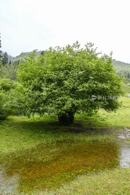 四川四姑娘山双桥沟自然风景