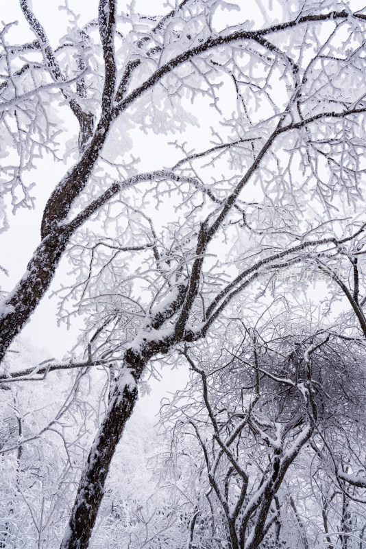 冬季大雪树木雾凇雪挂