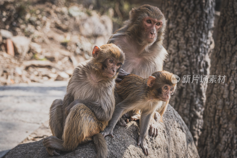 连云港花果山景区山上的猴子
