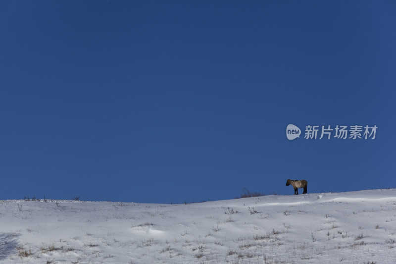 冬日坝上雪景白桦树风景水墨画