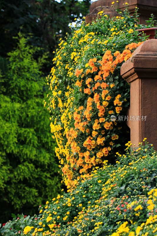 菊花花墙背景