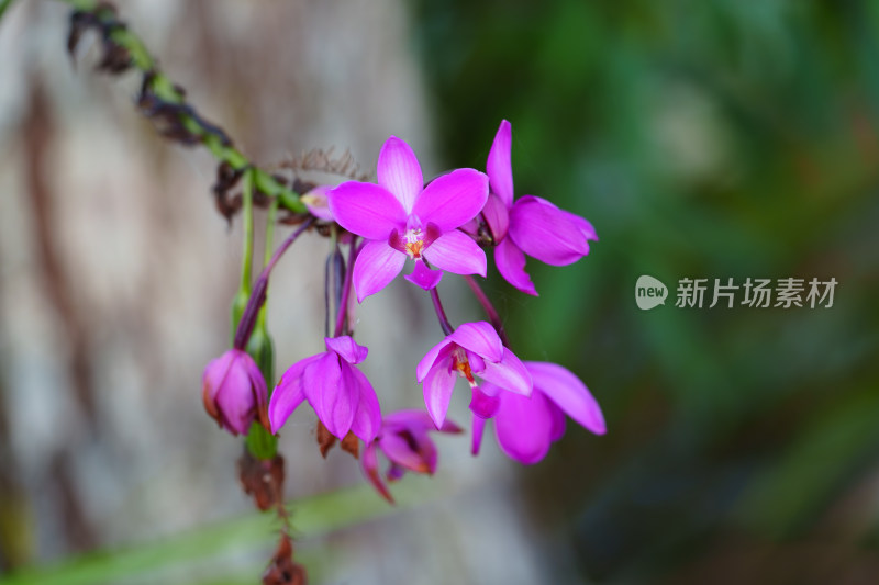 紫色开花植物紫花苞舌兰