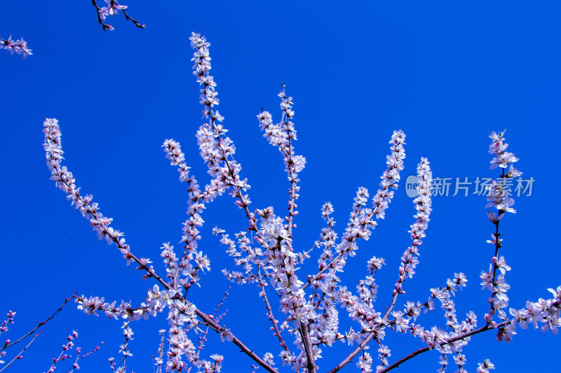 夏日的花草