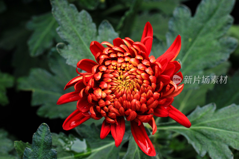 菊花鲜花实拍素材