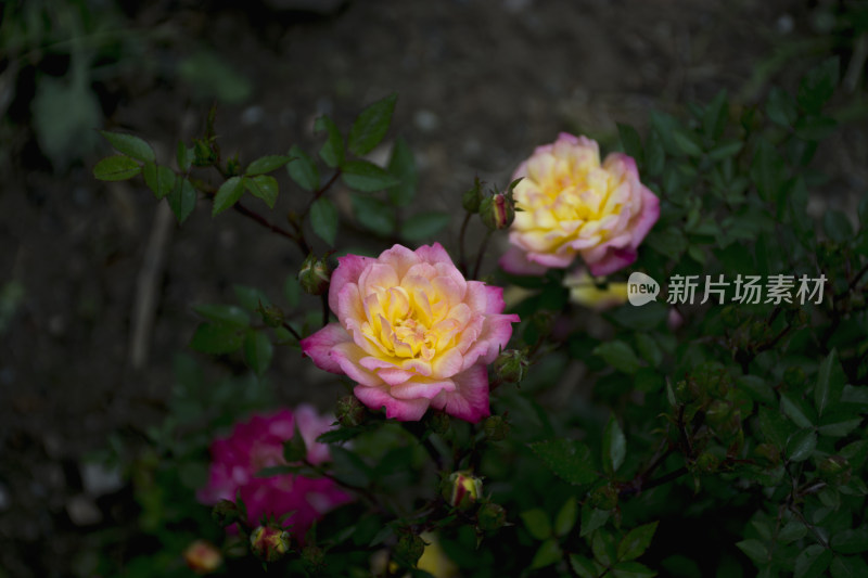 夏天花园里盛开的美丽花朵