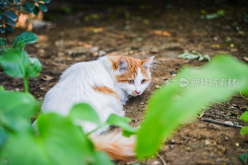 一只猫躺在草地上