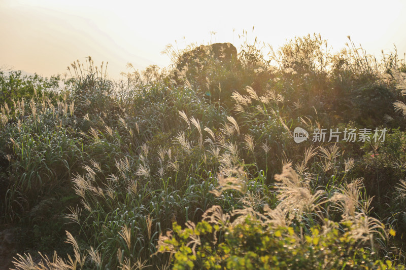 光影下的山林芒草