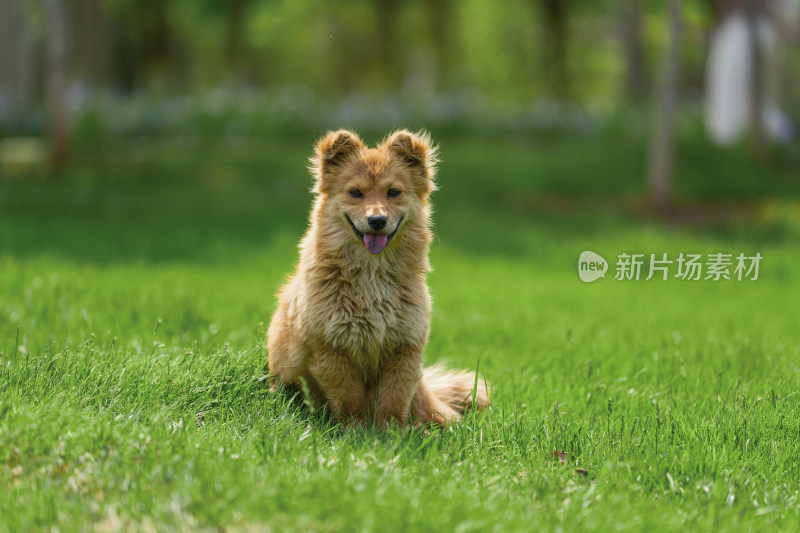 草地上的中华田园犬