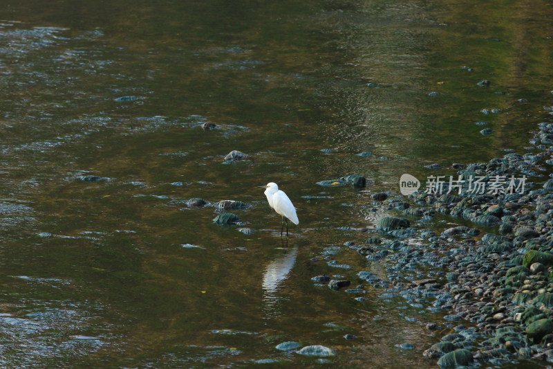 四川成都市温江区江安河湿地的白鹭