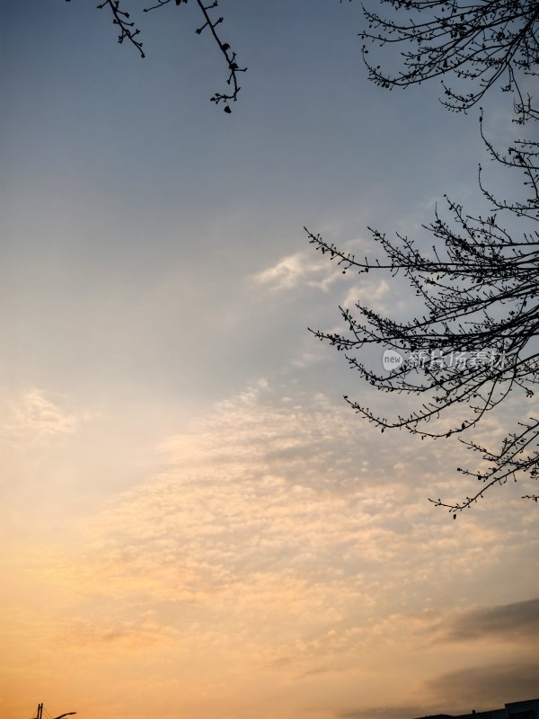 天空树枝日落景象