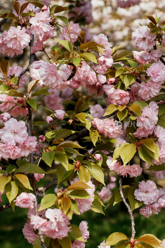 北京莲花池公园樱花