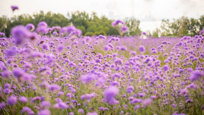 深圳湾公园的流花山公园马鞭草花海