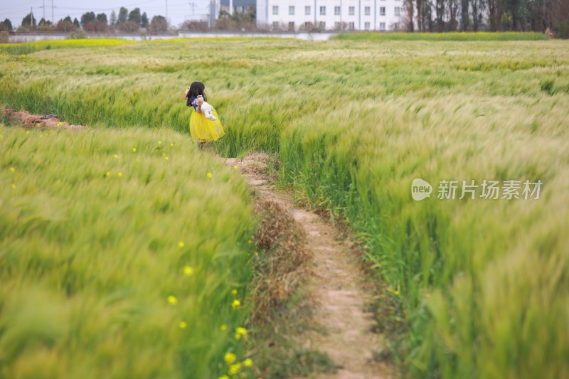 田野麦田风景