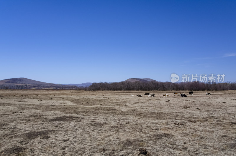 内蒙古呼伦贝尔临江屯草原牧场秋景