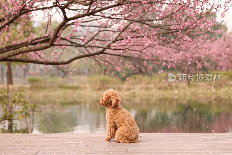 一只坐在梅花树下的泰迪犬