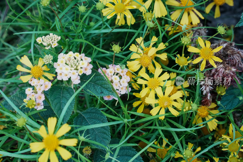 北京地坛公园秋季花展风景